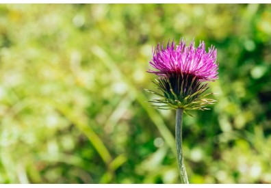Розторопша: корисні властивості та протипоказання