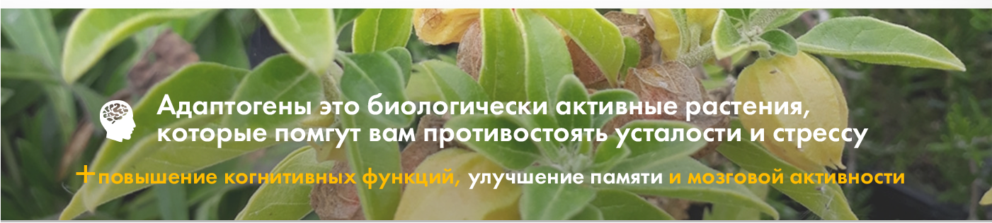 адаптогены купить